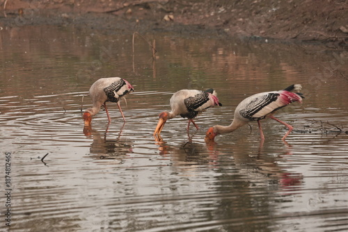 painted stork