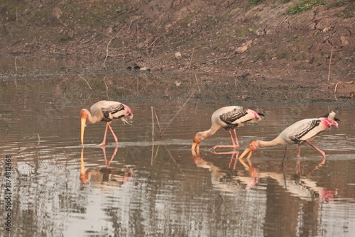 painted stork