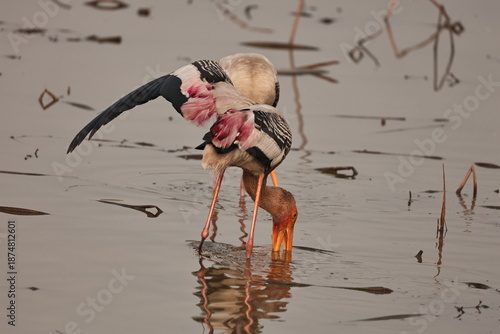 painted stork