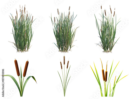 Slika na platnu detailed photograph of vibrant green cattail grass plants with characteristic brown cylindrical flower heads, isolated on a dark background
