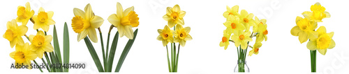 vibrant photograph of bright yellow daffodils showcasing their iconic trumpet-shaped coronas and long green stems, ideal for spring themes.
