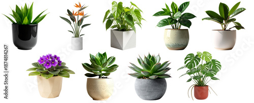 diverse collection of popular indoor potted plants, including succulents and tropical varieties, beautifully arranged in a studio photograph.