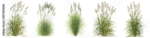 collection of fluffy pampas grass plumes, beautifully isolated on a clean transparent background, conveying natural elegance.