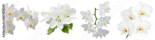 elegant white orchid flowers, beautifully captured and isolated on a dark background, showcasing their serene and delicate presence.