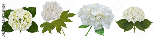 photograph of beautiful white hydrangea flower heads with green leaves, isolated on a transparent background for versatile use.