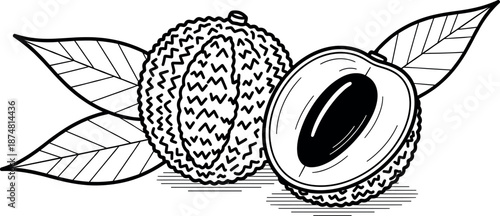 Lychee fruit vector line art illustration with whole fruit leaves and cross section for healthy food coloring