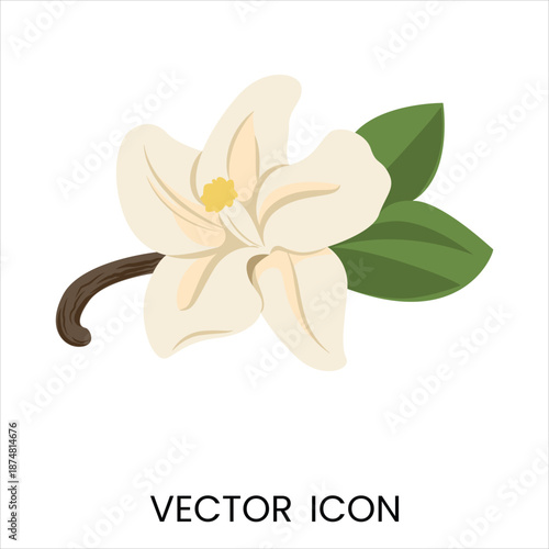 White flower with green leaves and vanilla bean vector icon