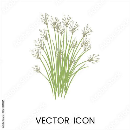 Green papyrus plant with delicate seed heads, isolated on white.
