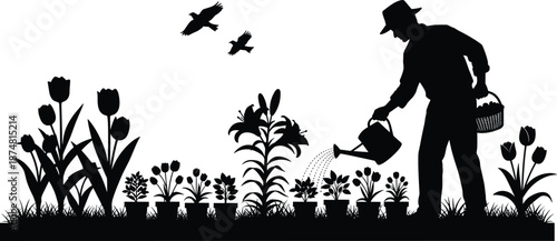 Black silhouette of a male gardener watering flower pots in a garden with tulips, lilies, flying birds and grass, spring vector illustration