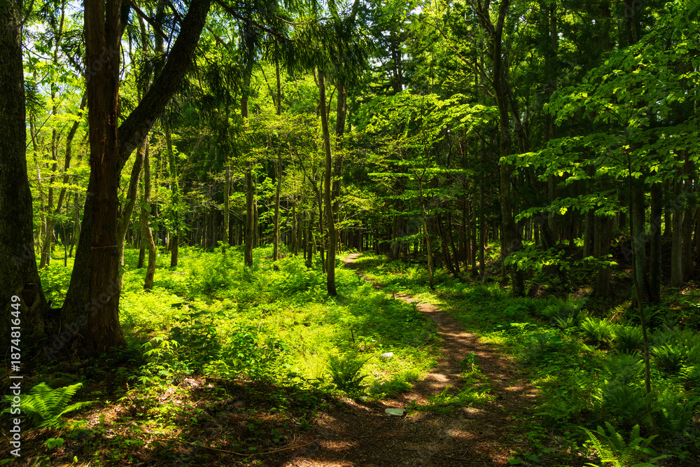 Obraz premium 日本の風景・初夏 長野県白馬村 新緑の木流川散策路