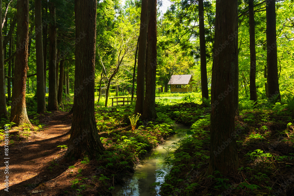 Fototapeta premium 日本の風景・初夏 長野県白馬村 新緑の木流川散策路 ビオトープ