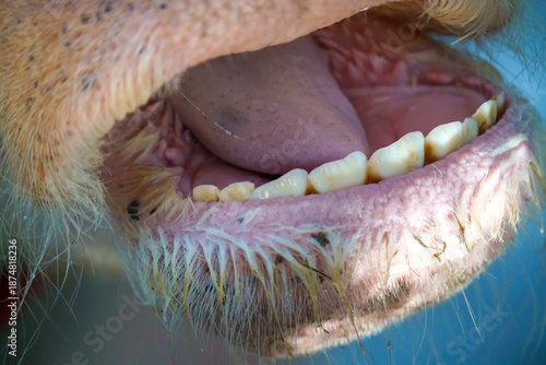 Fotografija Detailed macro close up of an open cow mouth showing lower teeth, pink tongue, and coarse hair on muzzle