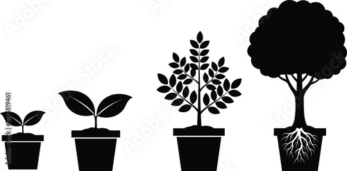 Plant growth stages vector illustration, seedling to mature tree in pots with roots, gardening lifecycle concept, agriculture education infographic, black silhouette design