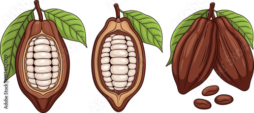 Organic cocoa pod set with cross section showing white beans and green leaves isolated on white background flat vector illustration for chocolate production and cacao agriculture.