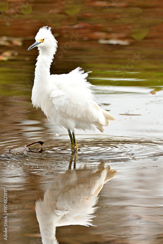 snowy white egret reflecting
