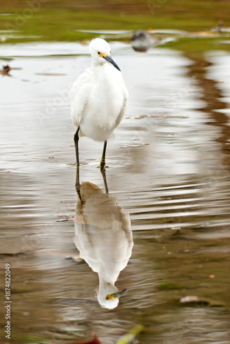snowy egret in water