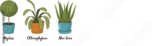 Vector illustration set of green houseplants Myrtus Chlorophytum and Aloe Vera in colorful ceramic pots.