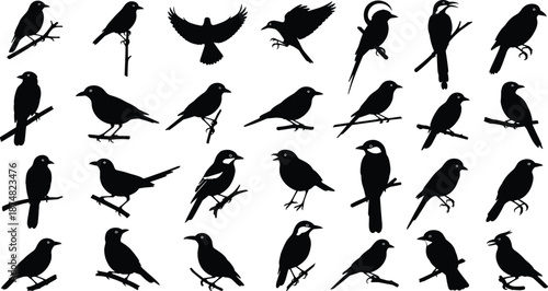 Set of black bird silhouettes in various poses, flying and perching birds collection, wildlife nature animal flat vector illustration icons