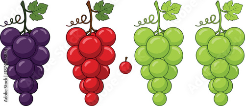 Set of colorful grape bunch vector illustrations in purple red and green for fruit market organic food packaging