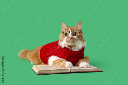 Cute cat in sweater with ey...