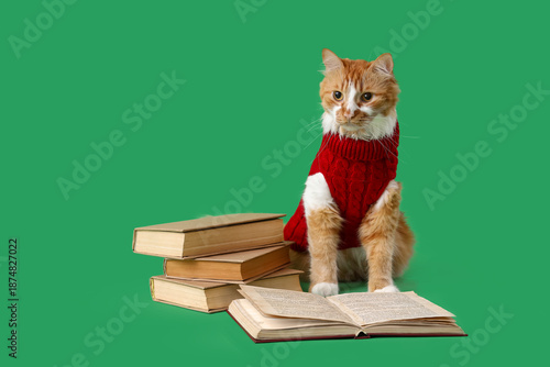Cute cat in sweater with bo...