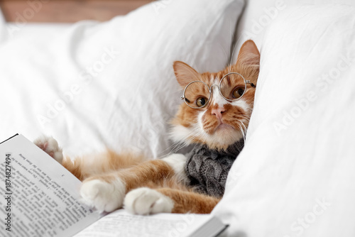 Cute cat in sweater with eyeglasses and book lying on bed at home, closeup