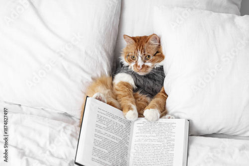 Cute cat in sweater with ey...