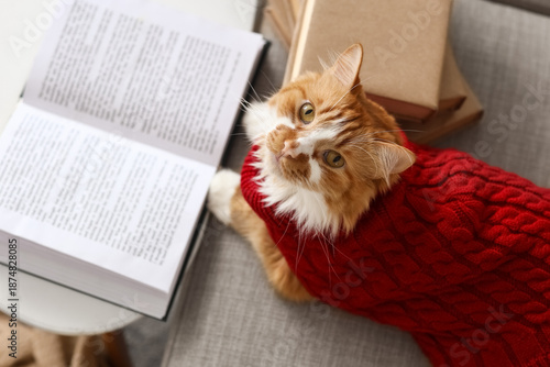 Cute cat in sweater with bo...