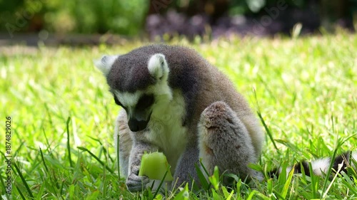 A ring-tailed lemur (Lemur catta) sits on the grassy field, feeding on a piece of food, close up shot.