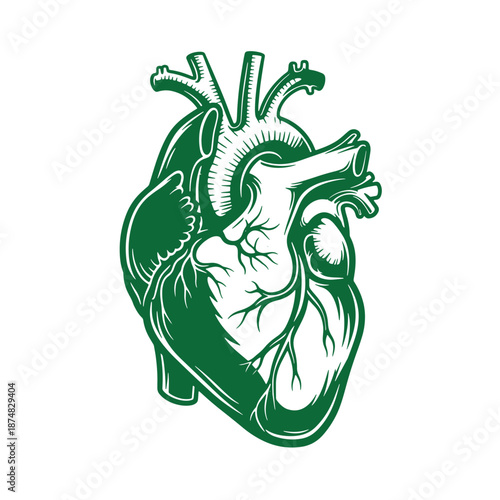Green human heart anatomy illustration with detailed veins and arteries  medical educational graphic
