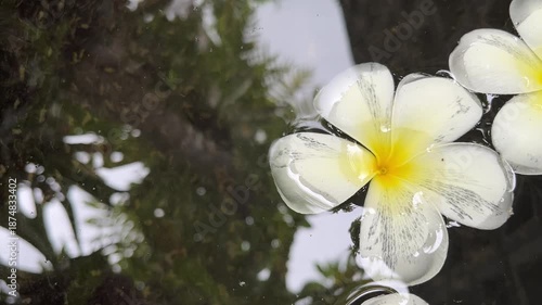 Close up view of white frangipani flowers floating on the water. stone, stones. rock, rocks. grey, gray. black, dark. reflection, reflected. yellow. perfect for spa, beauty, or tropical wellness 