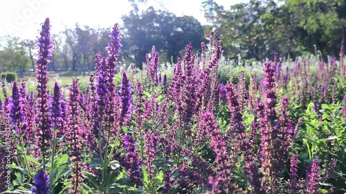 Stunning 4K footage of purple Salvia flowers blooming in sunlit park. Vibrant blossoms glow under bright sunlight creating peaceful and colorful natural landscape