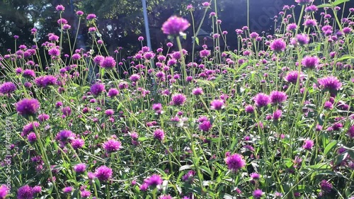 Vibrant 4K close-up purple Globe Amaranth flowers swaying gently in sun-drenched garden. Golden sunlight highlights the textures of the blooms against lush green background