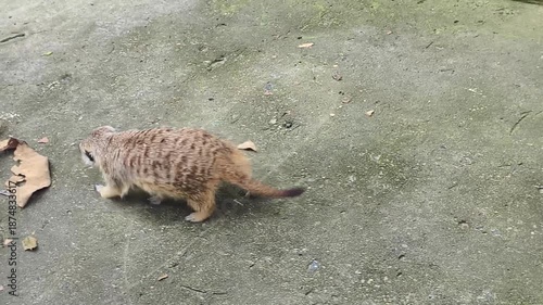Adorable 4K footage of curious meerkat looking up and exploring its surroundings. Watch this charming Suricata suricatta move across the ground in candid wildlife moment