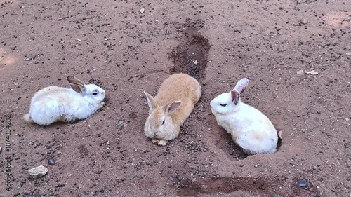 Video 4k footage. Adorable rabbits relax on sandy farm. Watch these cute bunnies lounging in the dirt and peeking out of burrows in peaceful sunny outdoor setting