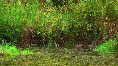 a video of ducks swimming and feeding on a fresh water pond at Nisqually Natural Wildlife Preserve Washington State
