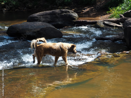 Brown dog walking through a clear forest stream near a waterfall, with warm afternoon sunlight filtering through the trees. A peaceful and emotional moment that captures freedom, companionship