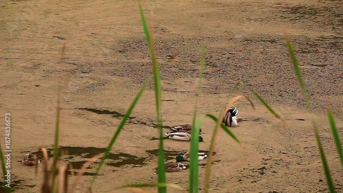 a video of Ducks feeding in a pond at Nisqually Natural Eildlife Preserve Washington State