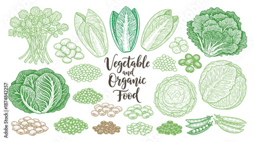 Big set for the menu. Spices and vegetables. Hand drawing sketches