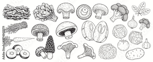Vegetables sketch big set, hand drawn illustration on white background. Harvesting, vegetarianism.