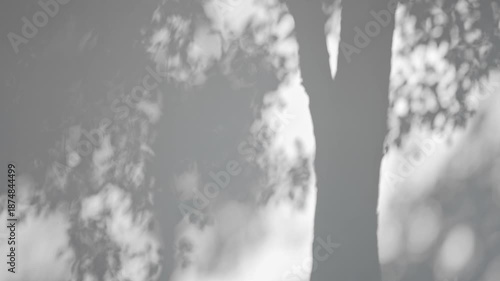 Shadow of tree branch sway in the wind on white wall background