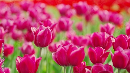 Beautiful red tulip flowers on a fine spring day