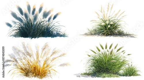 Wallpaper Mural Fountain grass watercolor png. flowers on transparent isolated background. Torontodigital.ca