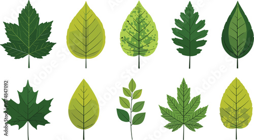 Collection of autumn or spring season leaves, vector flat illustrations of various shapes, green and yellow leaf nature set.
