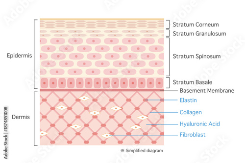 肌の構造イラスト　英語表記の表皮と真皮の断面図