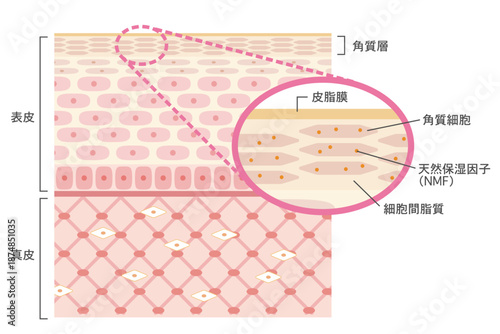 肌の構造イラスト　角質層を拡大した皮膚断面図とバリア機能