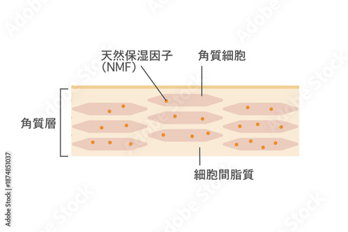 肌の角質層構造イラスト　角質細胞と保湿成分の拡大図