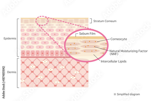 肌の構造イラスト　角質層を拡大した皮膚断面図（英語表記）