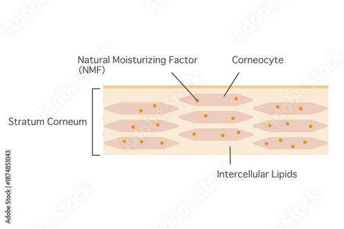 肌の角質層構造イラスト　英語表記の角質層拡大図