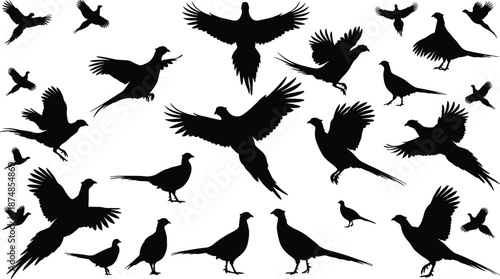 Pheasant bird silhouette collection showing flying landing perched poses isolated on white background, black vector wildlife illustration set design graphic